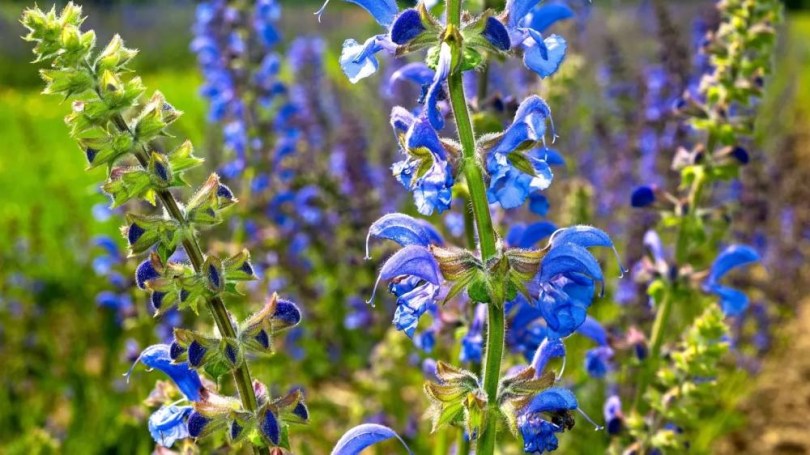 Mezei zsálya, Salvia pratensis, fűszernövény, fűszer